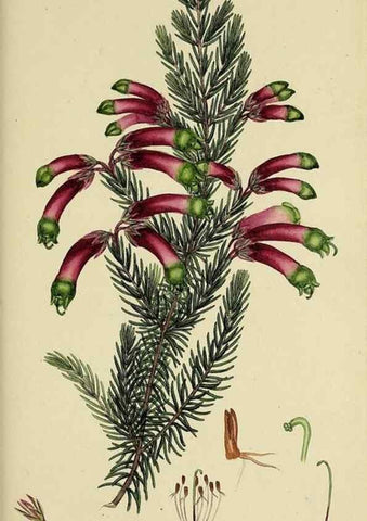 Reproducción/Reproduction 49720116733: The heathery, or, A monograph of the genus Erica :. London :Henry G. Bohn,1845.. 