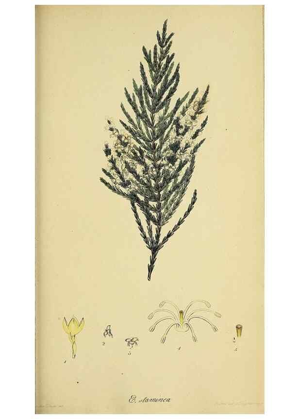 Reproducción/Reproduction 49720117048: The heathery, or, A monograph of the genus Erica :. London :Henry G. Bohn,1845.. 