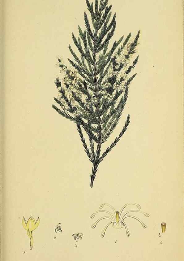Reproducción/Reproduction 49720117048: The heathery, or, A monograph of the genus Erica :. London :Henry G. Bohn,1845.. 
