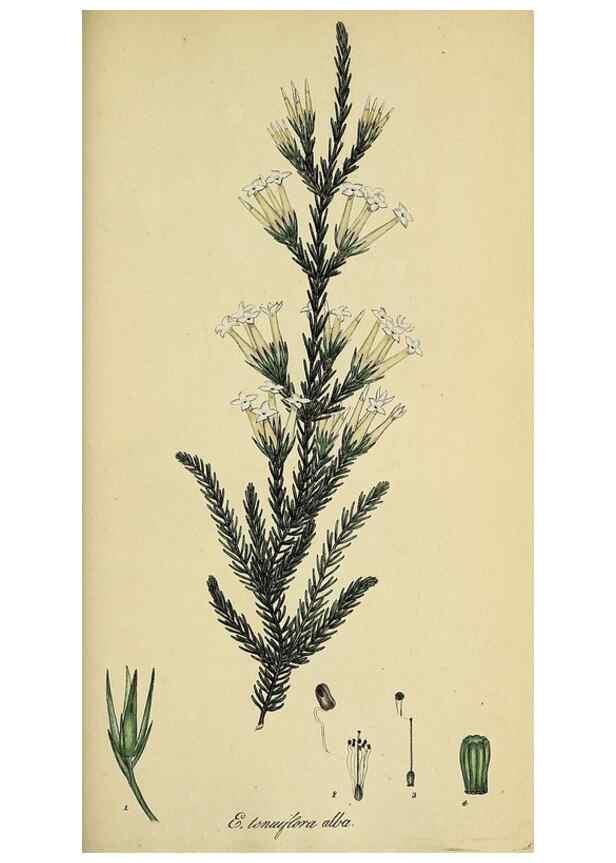 Reproducción/Reproduction 49720653006: The heathery, or, A monograph of the genus Erica :. London :Henry G. Bohn,1845.. 