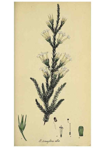 Reproducción/Reproduction 49720653006: The heathery, or, A monograph of the genus Erica :. London :Henry G. Bohn,1845.. 
