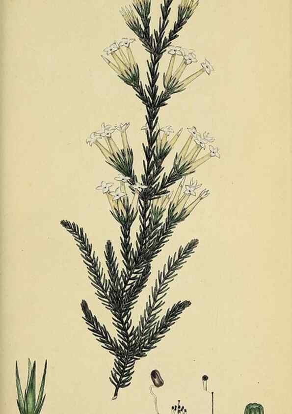 Reproducción/Reproduction 49720653006: The heathery, or, A monograph of the genus Erica :. London :Henry G. Bohn,1845.. 