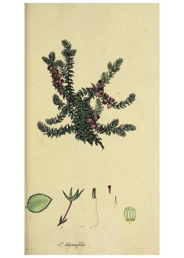 Reproducción/Reproduction 49720117678: The heathery, or, A monograph of the genus Erica :. London :Henry G. Bohn,1845.. 