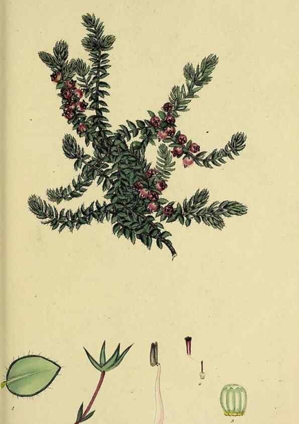 Reproducción/Reproduction 49720117678: The heathery, or, A monograph of the genus Erica :. London :Henry G. Bohn,1845.. 