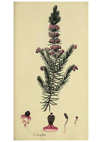 Reproducción/Reproduction 49720653711: The heathery, or, A monograph of the genus Erica :. London :Henry G. Bohn,1845.. 