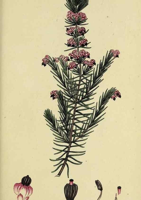 Reproducción/Reproduction 49720653711: The heathery, or, A monograph of the genus Erica :. London :Henry G. Bohn,1845.. 