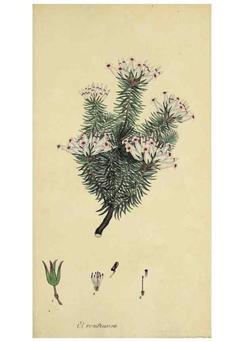 Reproducción/Reproduction 49720654196: The heathery, or, A monograph of the genus Erica :. London :Henry G. Bohn,1845.. 
