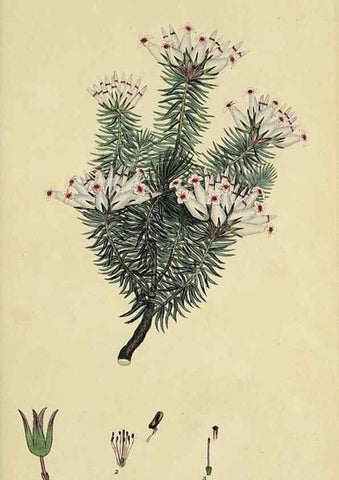 Reproducción/Reproduction 49720654196: The heathery, or, A monograph of the genus Erica :. London :Henry G. Bohn,1845.. 