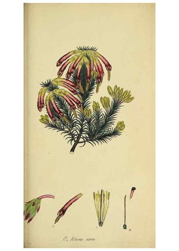 Reproducción/Reproduction 49720965317: The heathery, or, A monograph of the genus Erica :. London :Henry G. Bohn,1845.. 