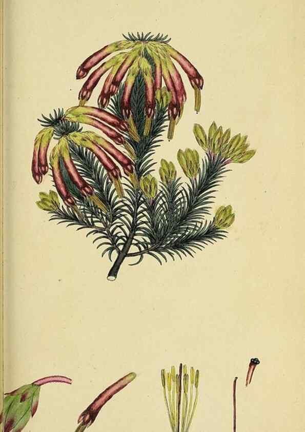 Reproducción/Reproduction 49720965317: The heathery, or, A monograph of the genus Erica :. London :Henry G. Bohn,1845.. 