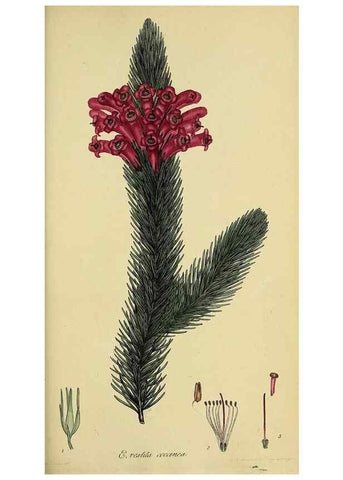 Reproducción/Reproduction 49720654591: The heathery, or, A monograph of the genus Erica :. London :Henry G. Bohn,1845.. 