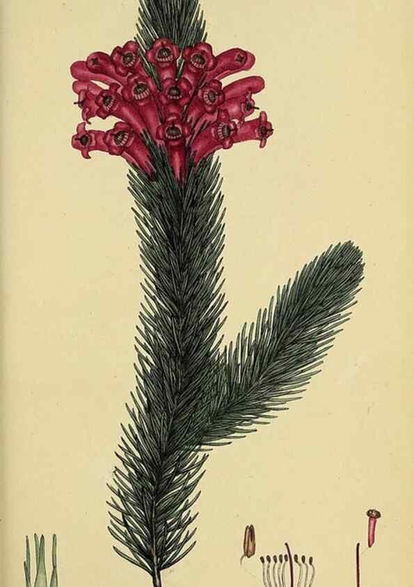 Reproducción/Reproduction 49720654591: The heathery, or, A monograph of the genus Erica :. London :Henry G. Bohn,1845.. 