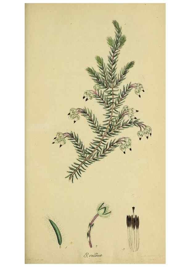 Reproducción/Reproduction 49720119788: The heathery, or, A monograph of the genus Erica :. London :Henry G. Bohn,1845.. 