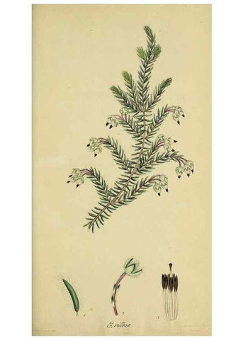 Reproducción/Reproduction 49720119788: The heathery, or, A monograph of the genus Erica :. London :Henry G. Bohn,1845.. 
