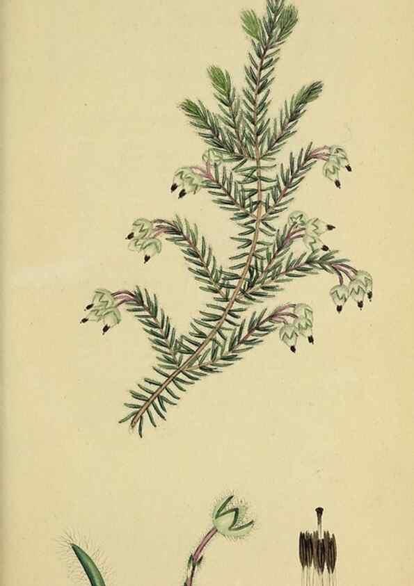 Reproducción/Reproduction 49720119788: The heathery, or, A monograph of the genus Erica :. London :Henry G. Bohn,1845.. 