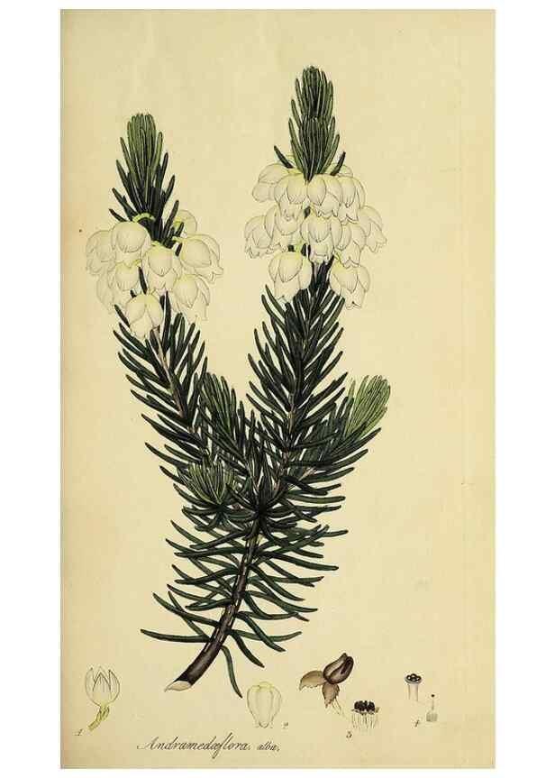 Reproducción/Reproduction 49721039917: The heathery, or, A monograph of the genus Erica :. London :Henry G. Bohn,1845.. 