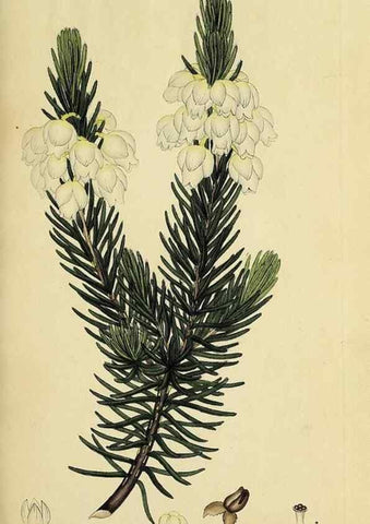 Reproducción/Reproduction 49721039917: The heathery, or, A monograph of the genus Erica :. London :Henry G. Bohn,1845.. 