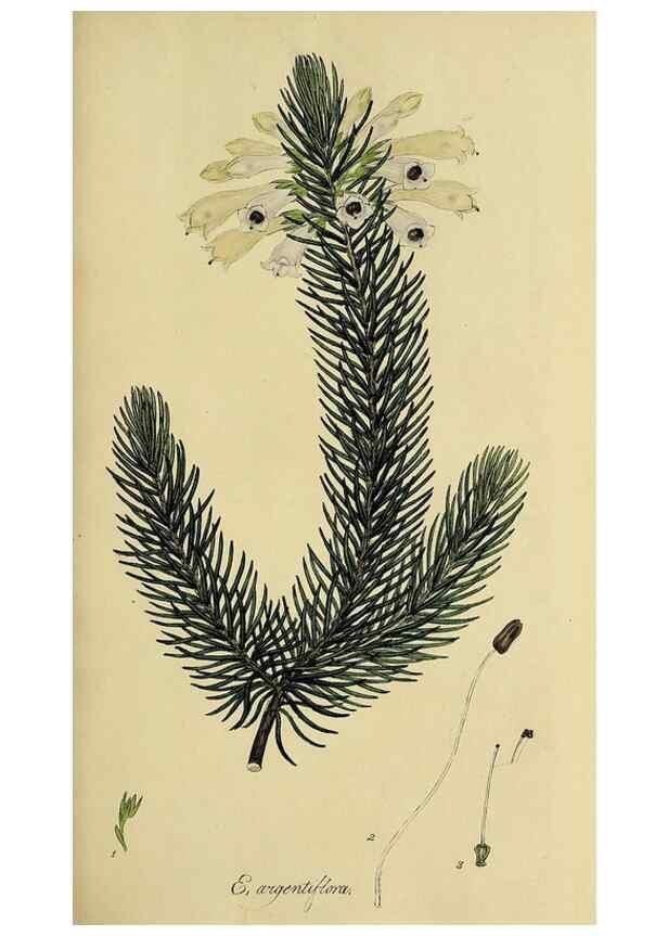 Reproducción/Reproduction 49721040247: The heathery, or, A monograph of the genus Erica :. London :Henry G. Bohn,1845.. 