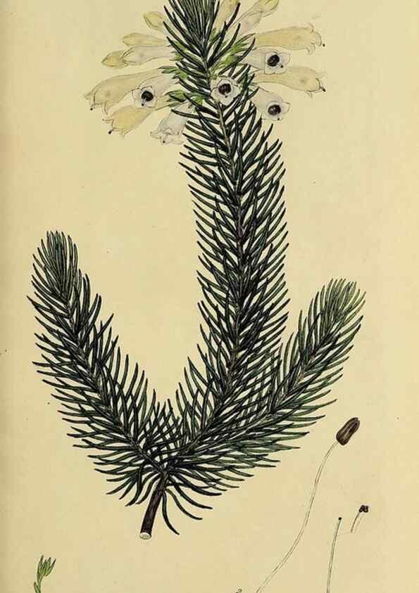 Reproducción/Reproduction 49721040247: The heathery, or, A monograph of the genus Erica :. London :Henry G. Bohn,1845.. 