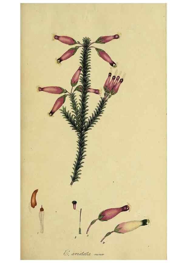 Reproducción/Reproduction 49720188913: The heathery, or, A monograph of the genus Erica :. London :Henry G. Bohn,1845.. 