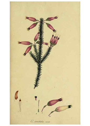 Reproducción/Reproduction 49720188913: The heathery, or, A monograph of the genus Erica :. London :Henry G. Bohn,1845.. 
