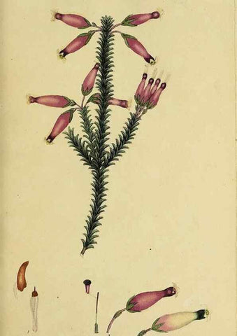 Reproducción/Reproduction 49720188913: The heathery, or, A monograph of the genus Erica :. London :Henry G. Bohn,1845.. 