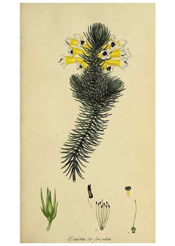 Reproducción/Reproduction 49721040967: The heathery, or, A monograph of the genus Erica :. London :Henry G. Bohn,1845.. 