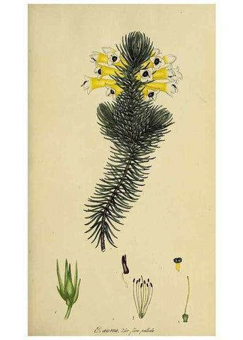 Reproducción/Reproduction 49721040967: The heathery, or, A monograph of the genus Erica :. London :Henry G. Bohn,1845.. 