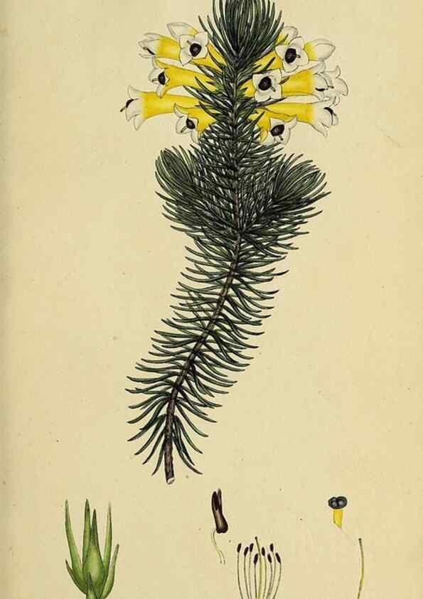 Reproducción/Reproduction 49721040967: The heathery, or, A monograph of the genus Erica :. London :Henry G. Bohn,1845.. 