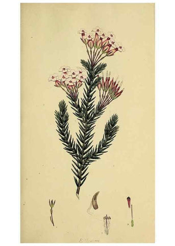 Reproducción/Reproduction 49720189613: The heathery, or, A monograph of the genus Erica :. London :Henry G. Bohn,1845.. 