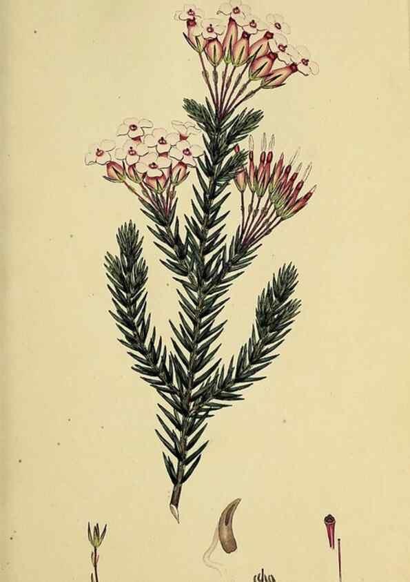Reproducción/Reproduction 49720189613: The heathery, or, A monograph of the genus Erica :. London :Henry G. Bohn,1845.. 