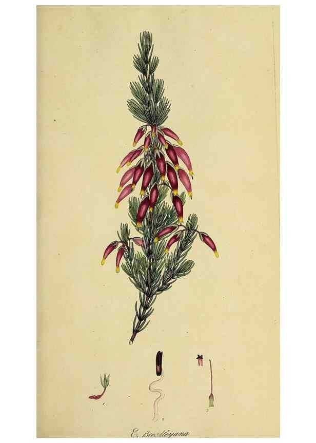 Reproducción/Reproduction 49721041737: The heathery, or, A monograph of the genus Erica :. London :Henry G. Bohn,1845.. 
