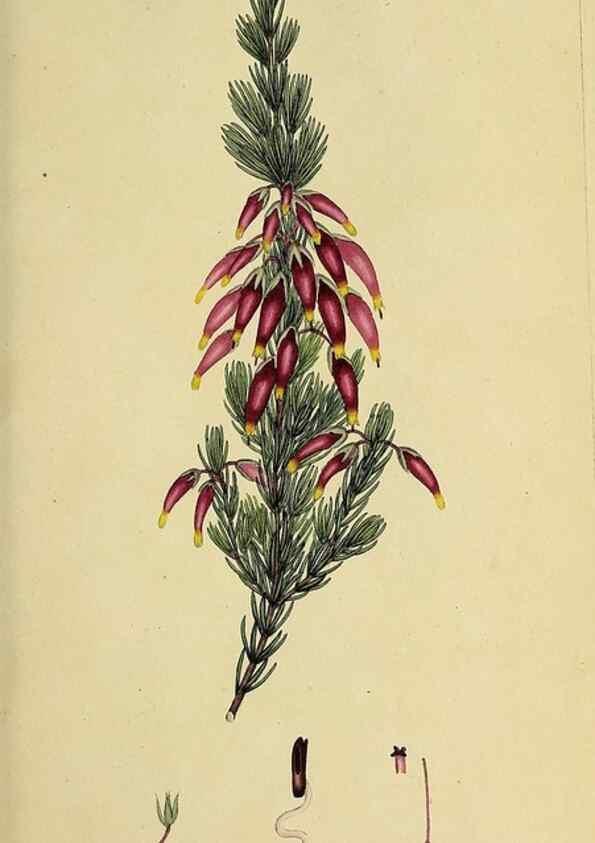 Reproducción/Reproduction 49721041737: The heathery, or, A monograph of the genus Erica :. London :Henry G. Bohn,1845.. 