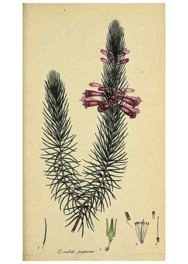 Reproducción/Reproduction 49720654851: The heathery, or, A monograph of the genus Erica :. London :Henry G. Bohn,1845.. 