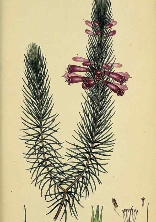 Reproducción/Reproduction 49720654851: The heathery, or, A monograph of the genus Erica :. London :Henry G. Bohn,1845.. 