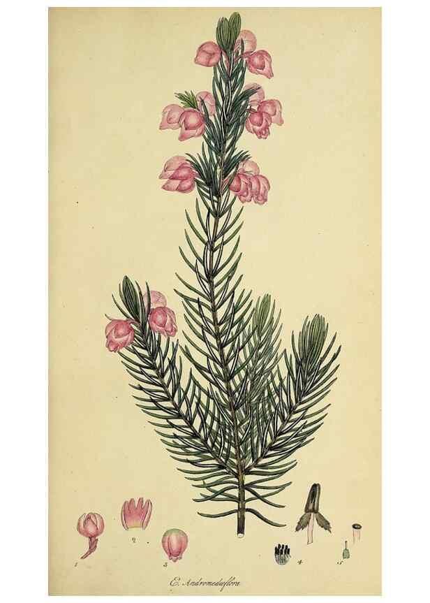 Reproducción/Reproduction 49720638806: The heathery, or, A monograph of the genus Erica :. London :Henry G. Bohn,1845.. 