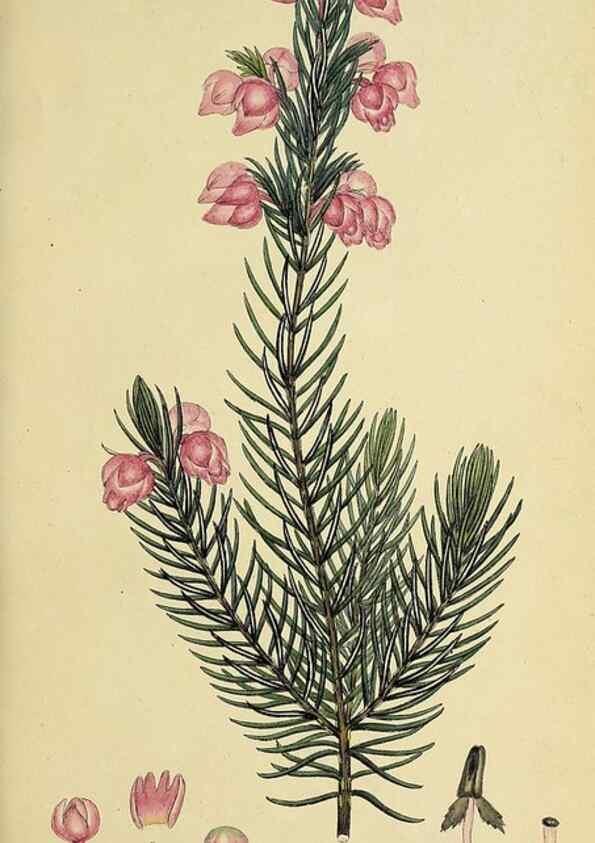 Reproducción/Reproduction 49720638806: The heathery, or, A monograph of the genus Erica :. London :Henry G. Bohn,1845.. 