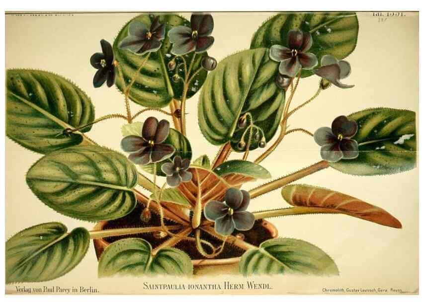 Reproducción/Reproduction 49720773353: Gartenflora.. Erlangen :F. Enke,1852-1940.. 