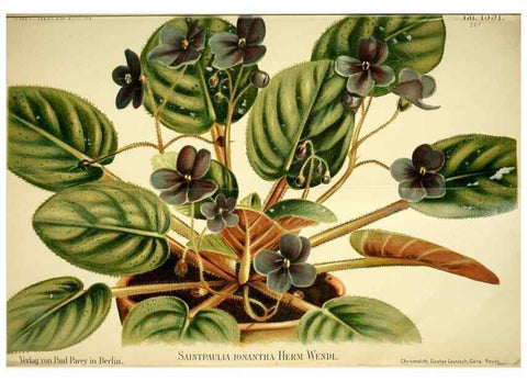 Reproducción/Reproduction 49720773353: Gartenflora.. Erlangen :F. Enke,1852-1940.. 