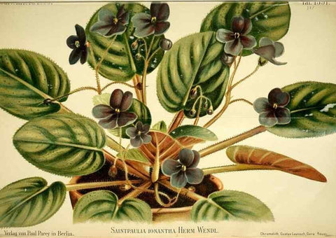 Reproducción/Reproduction 49720773353: Gartenflora.. Erlangen :F. Enke,1852-1940.. 
