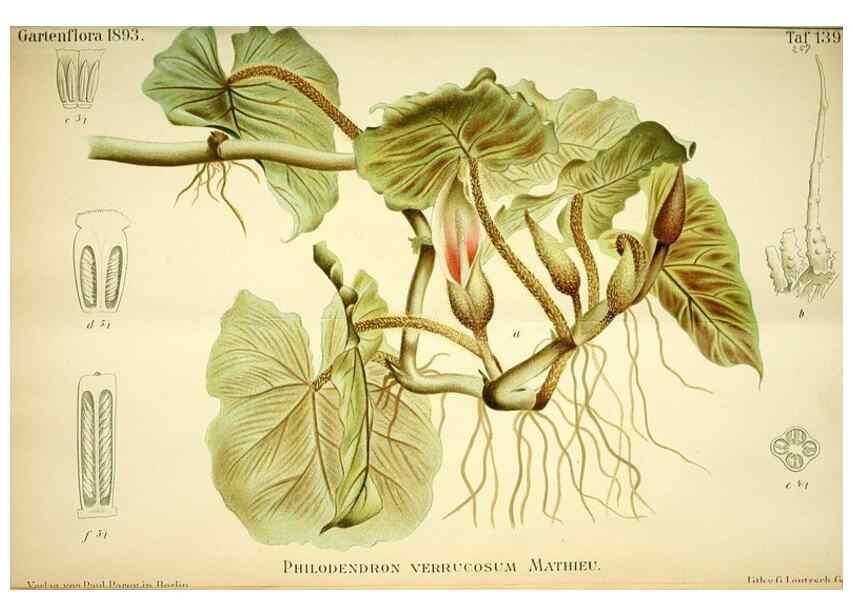 Reproducción/Reproduction 49721309546: Gartenflora.. Erlangen :F. Enke,1852-1940.. 