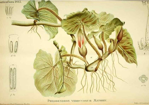Reproducción/Reproduction 49721309546: Gartenflora.. Erlangen :F. Enke,1852-1940.. 