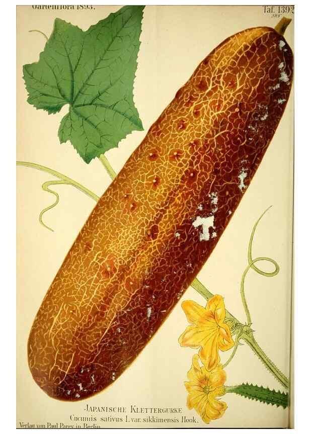 Reproducción/Reproduction 49721625497: Gartenflora.. Erlangen :F. Enke,1852-1940.. 
