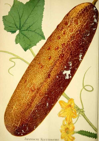 Reproducción/Reproduction 49721625497: Gartenflora.. Erlangen :F. Enke,1852-1940.. 