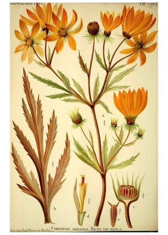 Reproducción/Reproduction 49721625802: Gartenflora.. Erlangen :F. Enke,1852-1940.. 