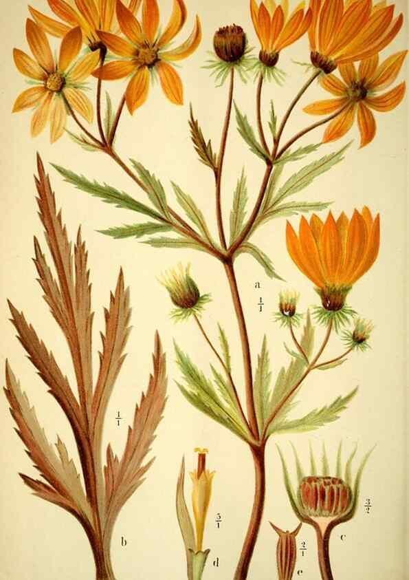 Reproducción/Reproduction 49721625802: Gartenflora.. Erlangen :F. Enke,1852-1940.. 