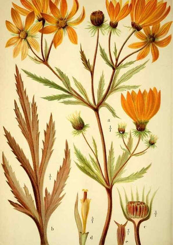 Reproducción/Reproduction 49721625802: Gartenflora.. Erlangen :F. Enke,1852-1940.. 