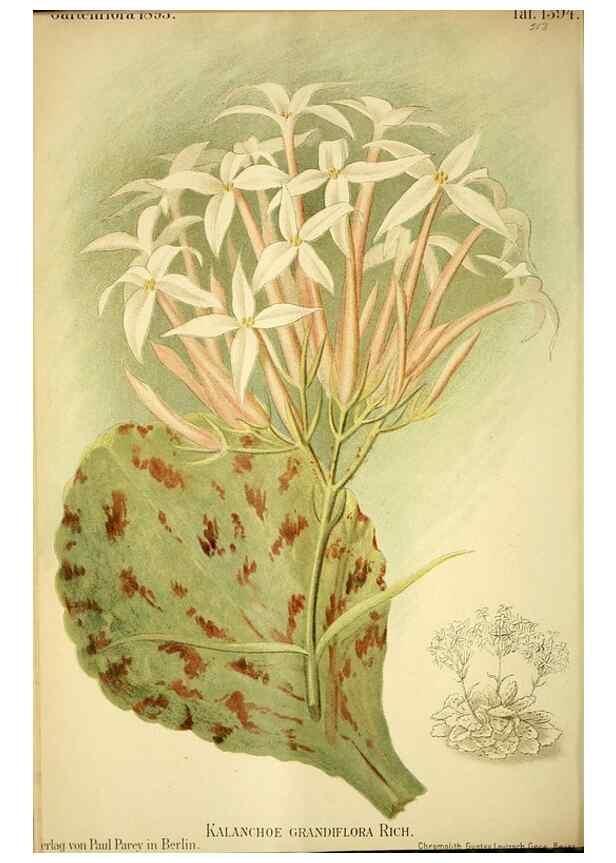 Reproducción/Reproduction 49721310976: Gartenflora.. Erlangen :F. Enke,1852-1940.. 