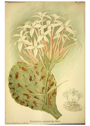 Reproducción/Reproduction 49721310976: Gartenflora.. Erlangen :F. Enke,1852-1940.. 