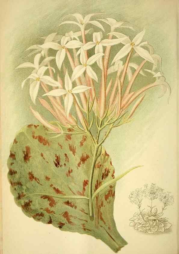 Reproducción/Reproduction 49721310976: Gartenflora.. Erlangen :F. Enke,1852-1940.. 